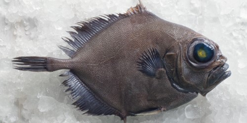 Whole oreo dory – deepwater New Zealand fish with dark, rounded body and large eyes, displayed on crushed ice.