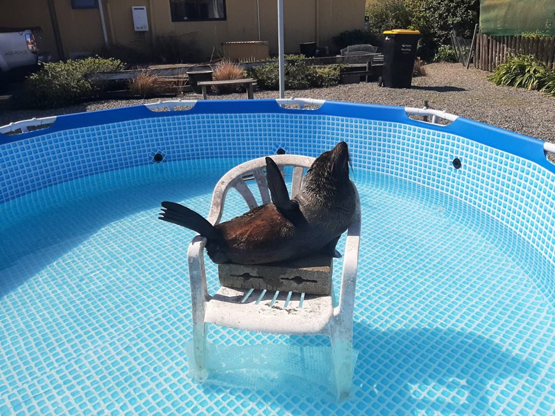 Seal relaxing on a plastic sun chair in a pool, playfully symbolising Sealord’s commitment to marine life and sustainable ocean practices Nz