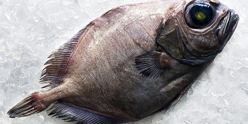 oreo dory whole fish on a crushed ice block by sealord