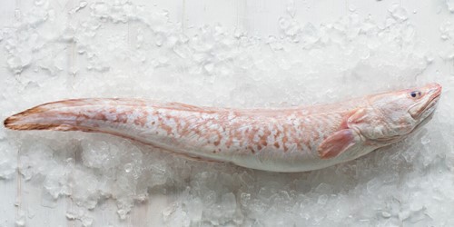 Whole ling fish – elongated, pale pink and white New Zealand deepwater species displayed on ice, known for its firm texture and mild flavour.