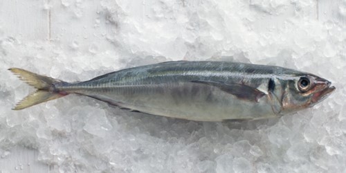 Whole jack mackerel fish – sleek, silver-blue wild-caught New Zealand species displayed on ice, known for its oily texture and bold flavour.