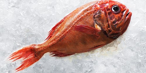 Whole orange roughy – bright red-orange deepwater New Zealand fish displayed on crushed ice, known for its firm white flesh and delicate flavour.