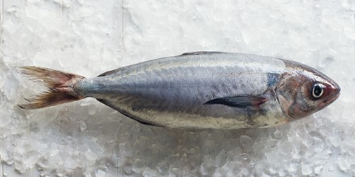 Whole silver warehou – sleek, silver-blue deepwater New Zealand fish displayed on crushed ice.