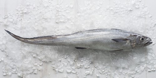 Whole hoki fish – long, silver-skinned New Zealand white fish displayed on crushed ice, known for its mild flavour and flaky texture.