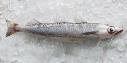 Whole southern blue whiting – slender, silvery New Zealand deepwater fish with distinctive dorsal fins, displayed on crushed ice.