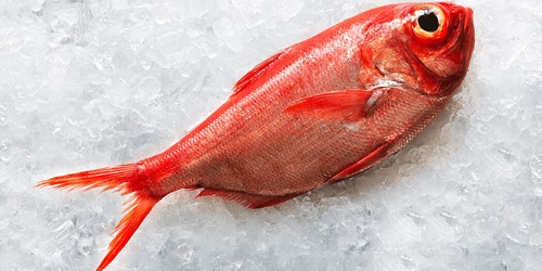 Fresh whole red fish resting on a bed of crushed ice.