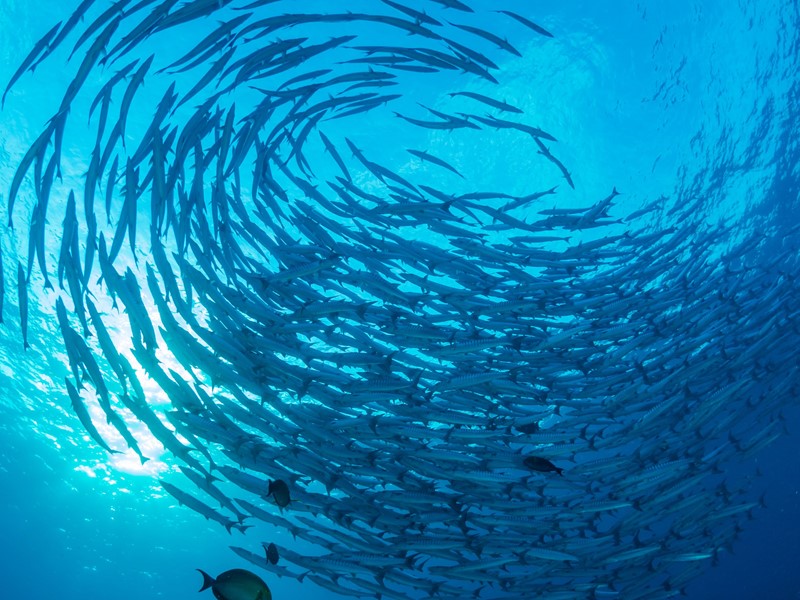 underwater photo of school of fish in s swimming in a spiral shape