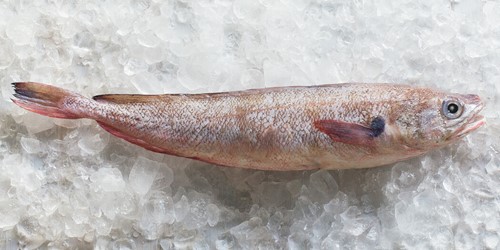 Whole cardinal fish – small deepwater New Zealand species with speckled pinkish skin, displayed on crushed ice.