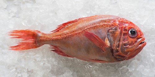 Whole orange roughy – bright red-orange deepwater New Zealand fish displayed on crushed ice, known for its firm white flesh and delicate flavour.