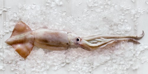 arrow head squid lying on a ice block whole