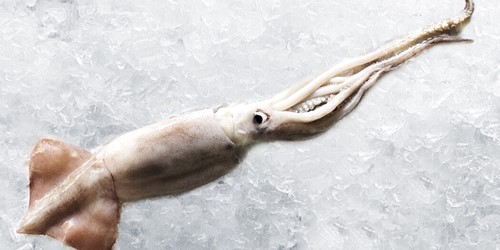 arrow head squid lying on a ice block whole