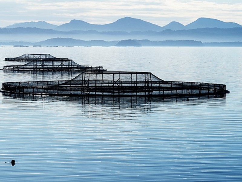 Sealord’s Petuna fishing vessel pictured on calm ocean, showcasing New Zealand’s modern deep-sea fishing fleet.