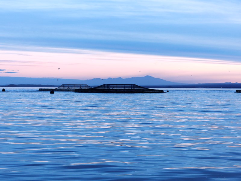 Offshore aquaculture pens floating on calm ocean waters at sunrise, with a silhouette of mountains in the distance and seabirds flying overhead.
