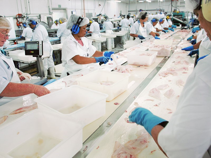 Workers in a seafood processing plant wearing protective clothing, gloves, and hairnets, filleting fish on a production line