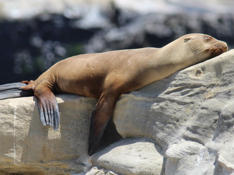 Sea lion resting on a sunlit rock, stretched out with flippers relaxed and eyes closed, enjoying the warmth near a rocky shoreline.