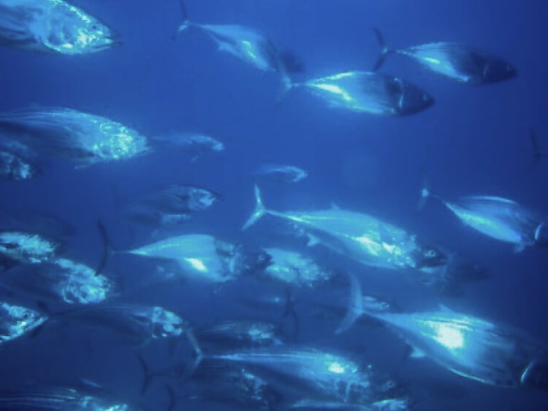 underwater photo of a school of fish swimming from the left side of the camera to the right.