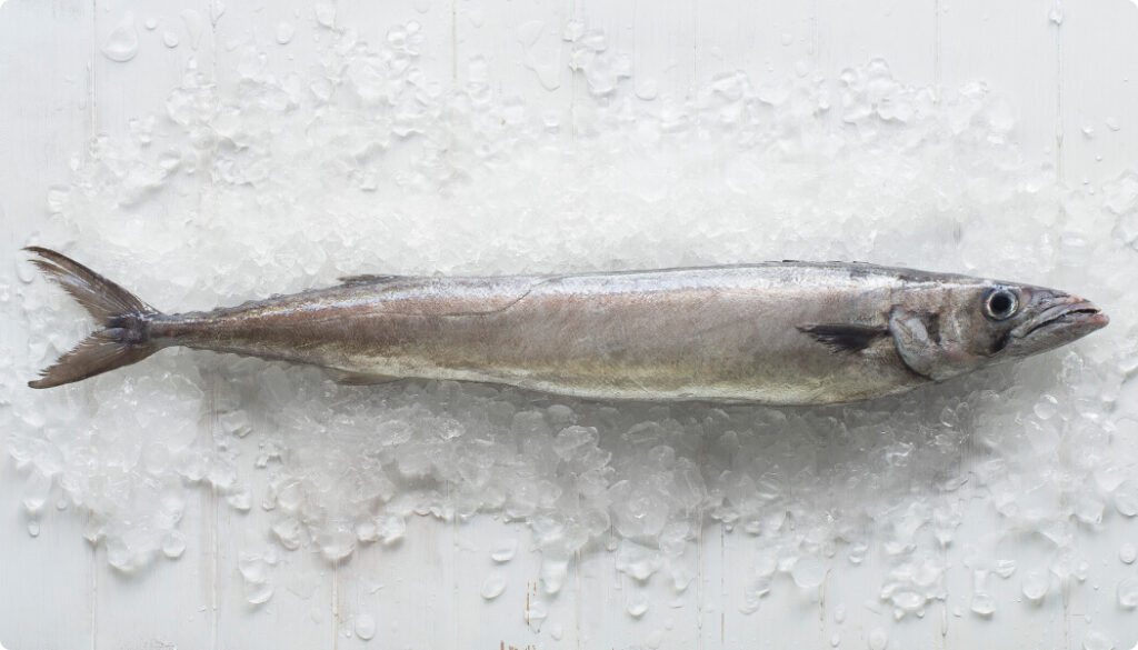 Whole Barracouta fish with silver-grey skin and sharp features, displayed on a bed of crushed ice.