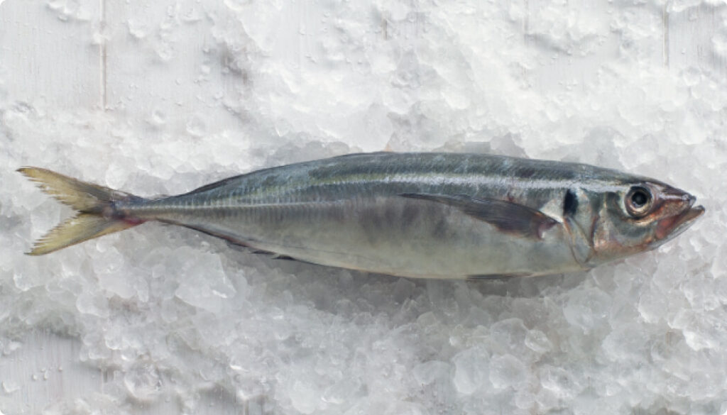 Whole Jack Mackerel fish with shiny silver skin and intact fins, displayed on a bed of crushed ice.