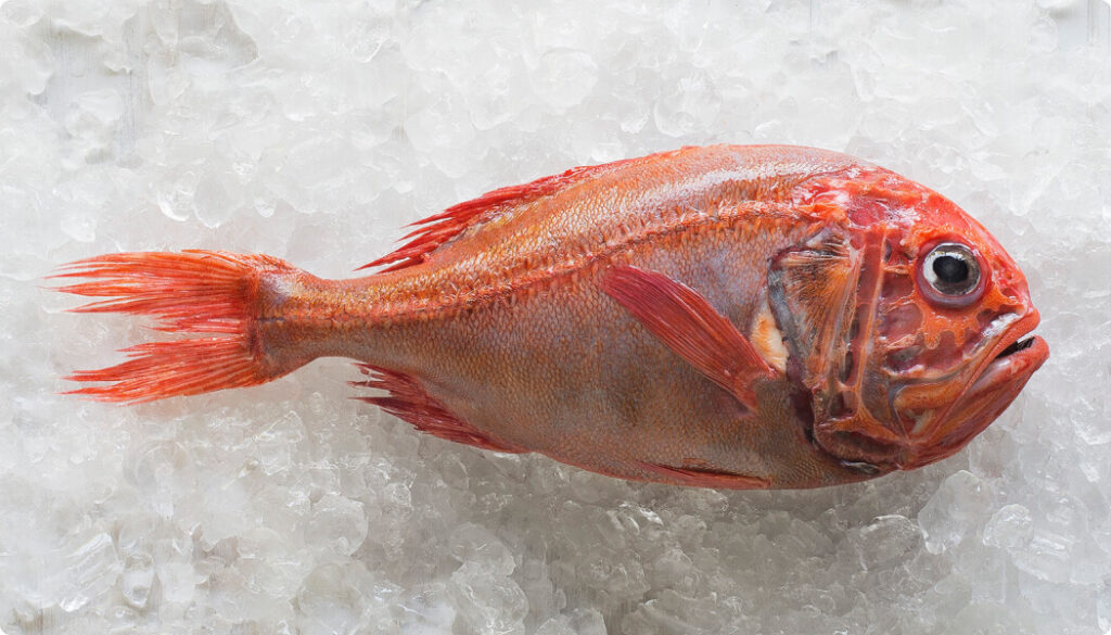 Whole Orange Roughy fish with bright red skin and large eyes, displayed on crushed ice.