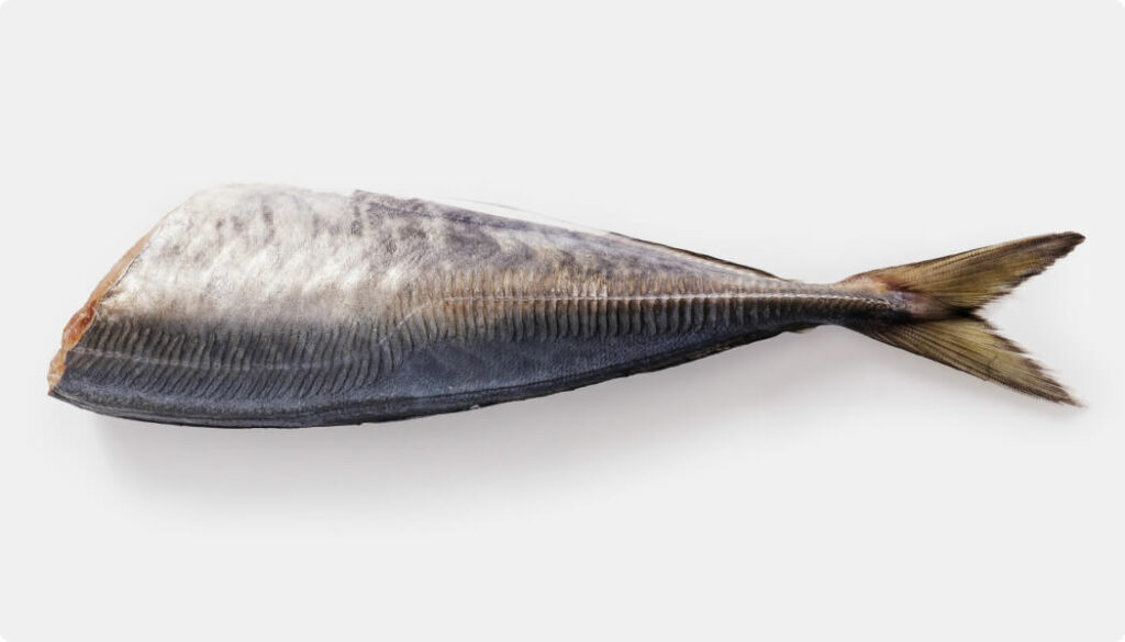 Whole Jack Mackerel Dressed fish with head removed, showing shiny silver skin, intact tail, and gilled and gutted cavity.
