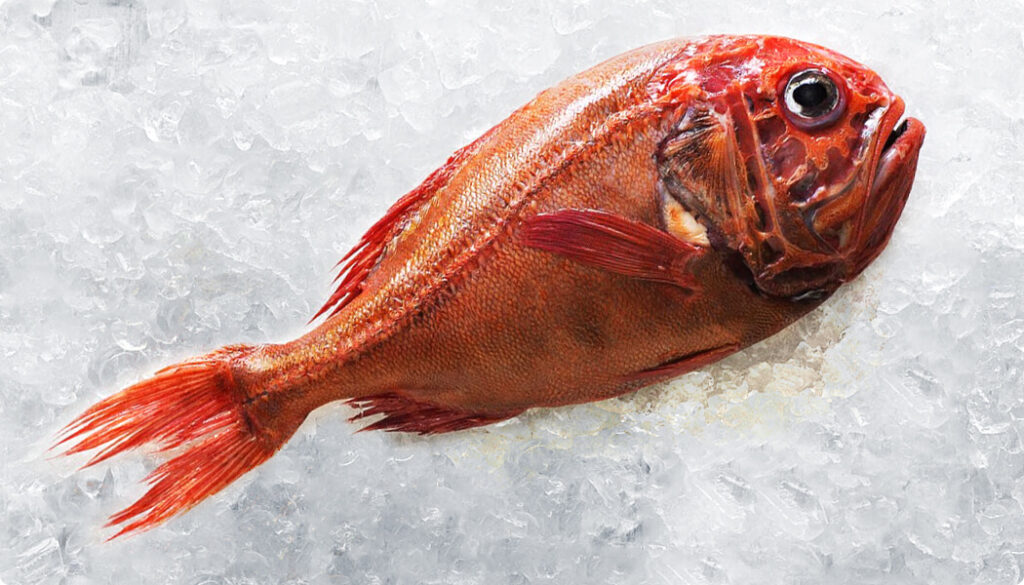 orange roughy fish whole on bed of ice